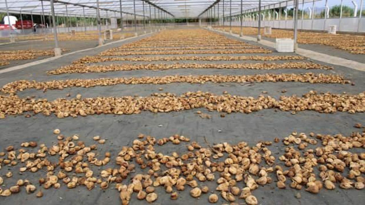Kuru incir ihracatı 292 milyon dolara yükseldi