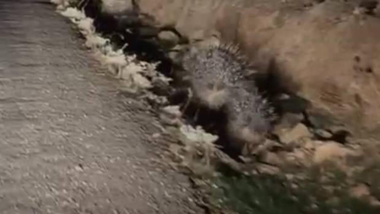 Mardin'de g&ouml;r&uuml;ld&uuml;: Kırmızı listede olan o hayvan...