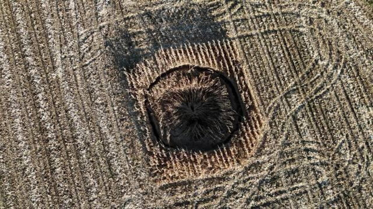 Mısır tarlasında korkutan g&ouml;r&uuml;nt&uuml;! 