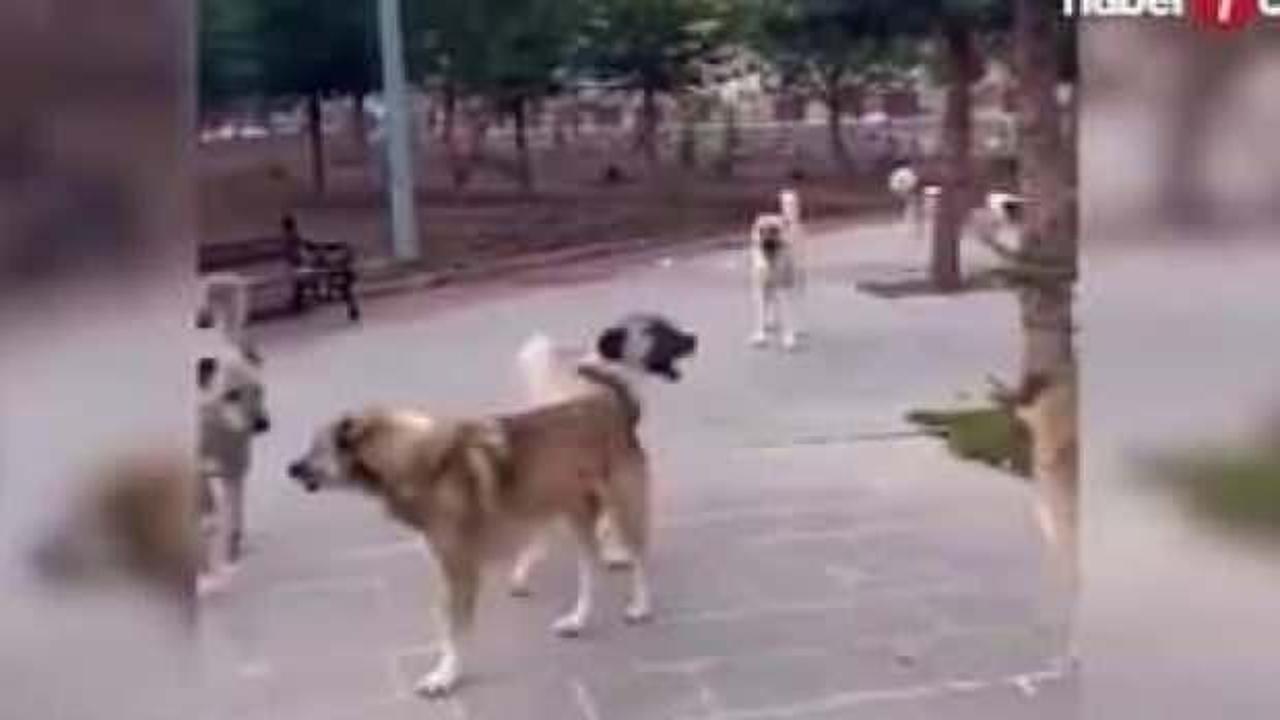 Niğde'de kuduz şoku! Valilik a&ccedil;ıklama yaptı