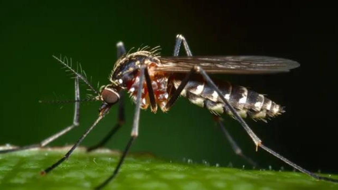Sivrisineklerin gizli özelliğini keşfettiler! İnsanları böyle takip ediyorlarmış...