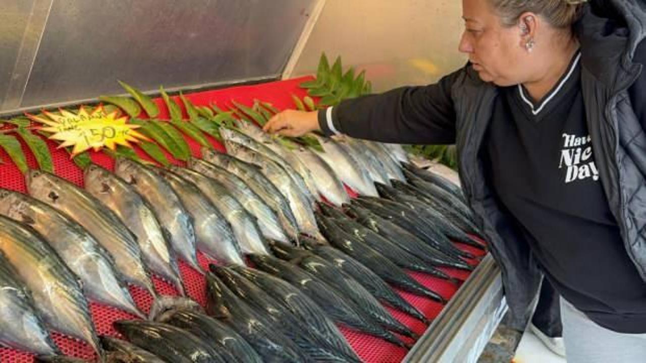 Tekneler denize seyrek &ccedil;ıktı, palamut azaldı!