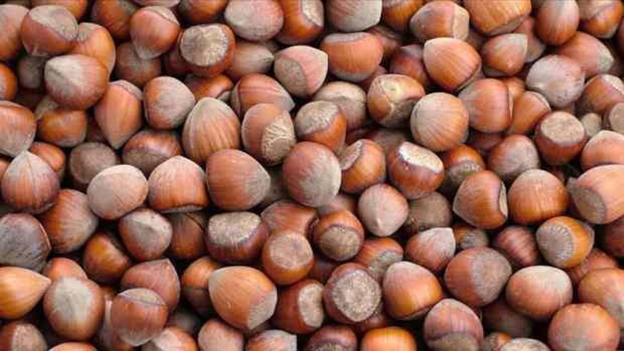 Ticaret borsalarında ağustosta 33 bin tonu aşkın fındık işlem gördü