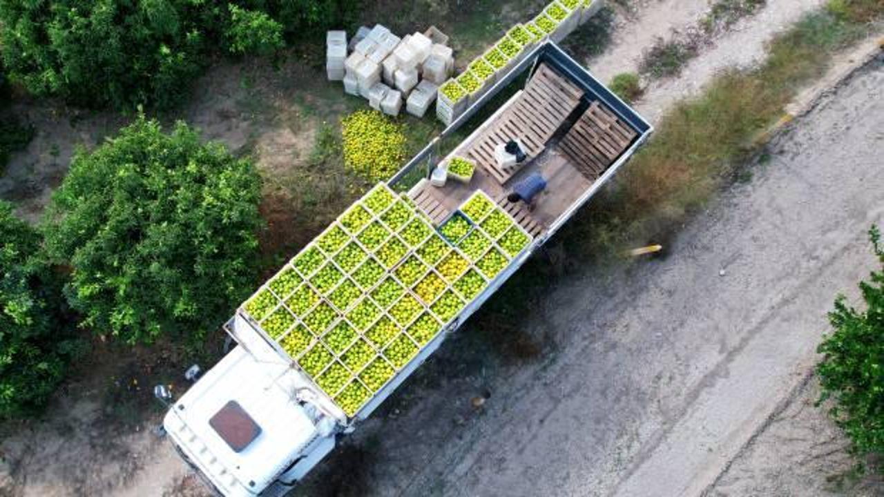 Adana'da mandalinadan 500 bin ton verim bekleniyor