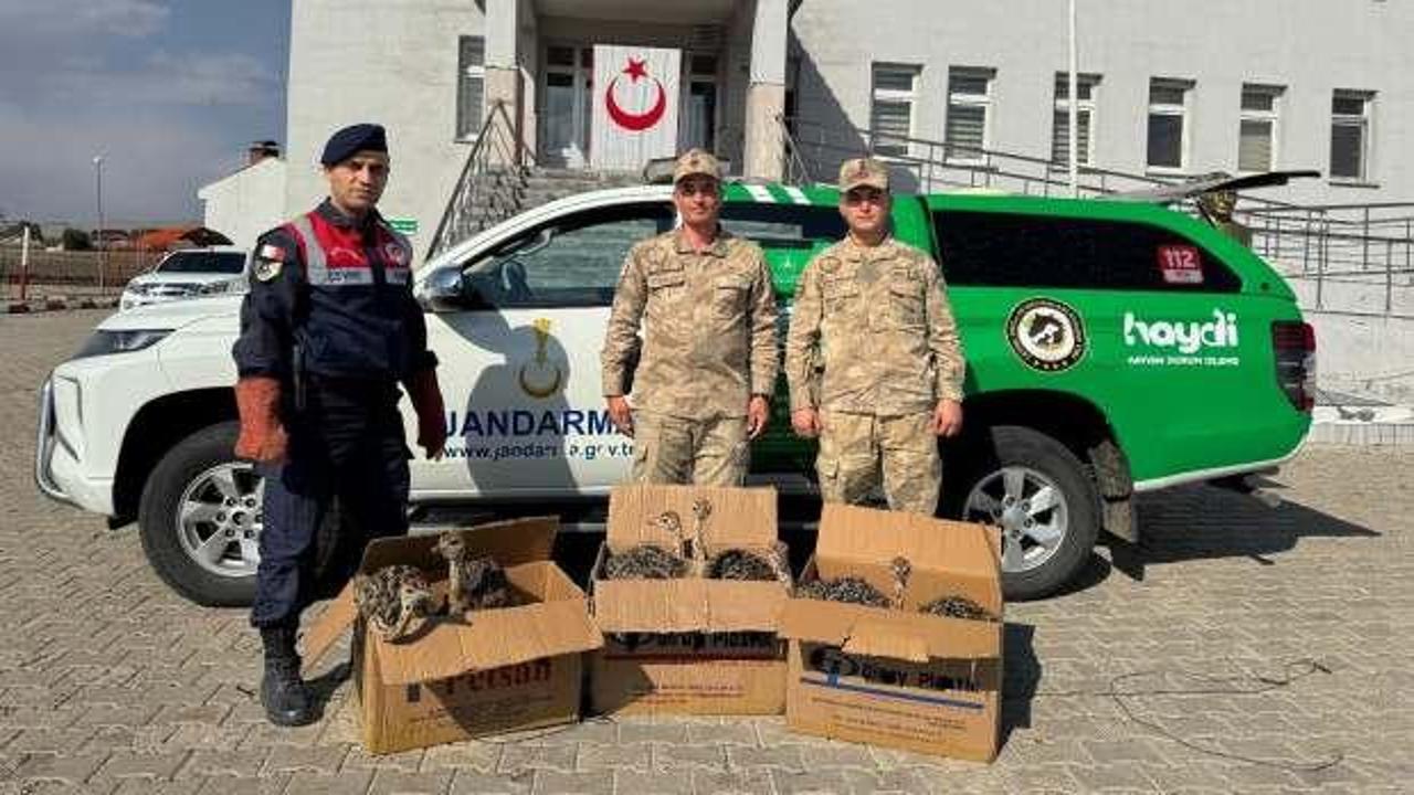 Ağrı'da yolcu otobüsünde 6 yavru deve kuşu ele geçirildi