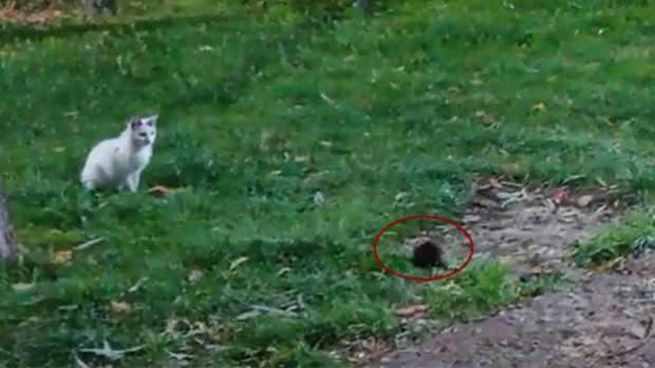 Bu işte bir terslik var: Avcı av oldu!