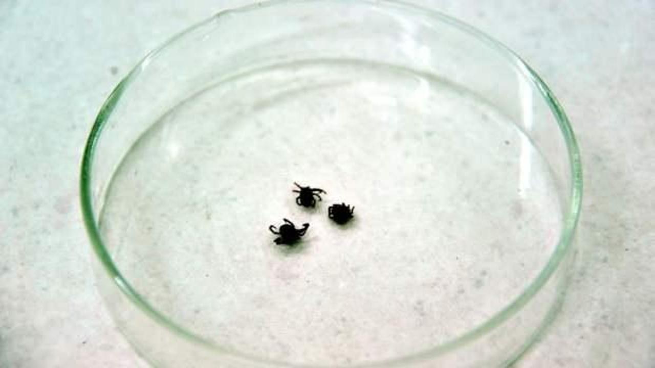 Çin'de yeni bir virüs ortaya çıktı