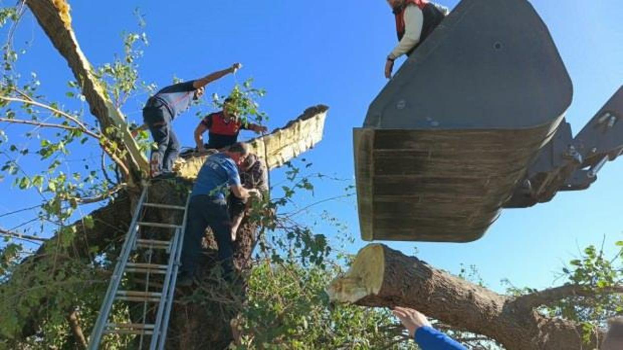 Feci son! Kestiği ağacın altında kalarak hayatını kaybetti