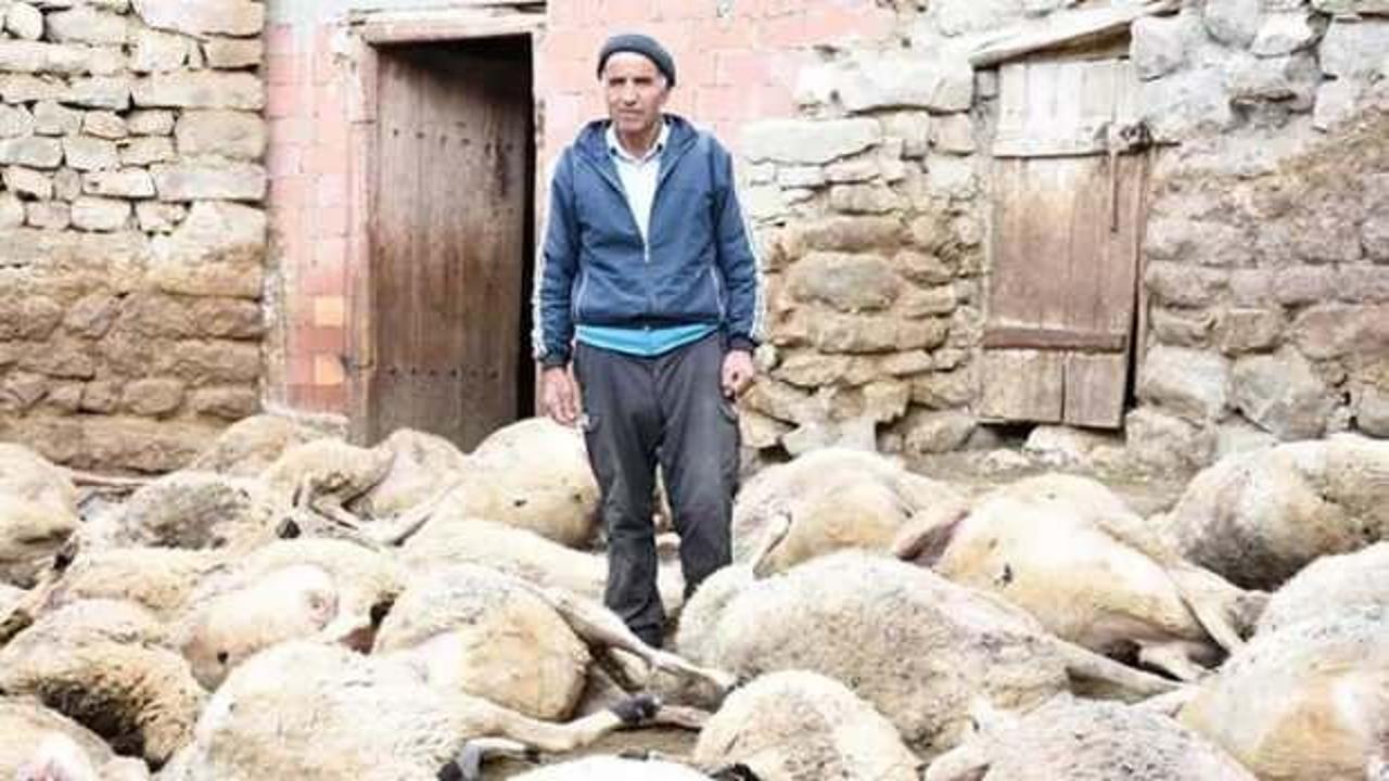 Köye inen kurt, 66 küçükbaşı öldürdü
