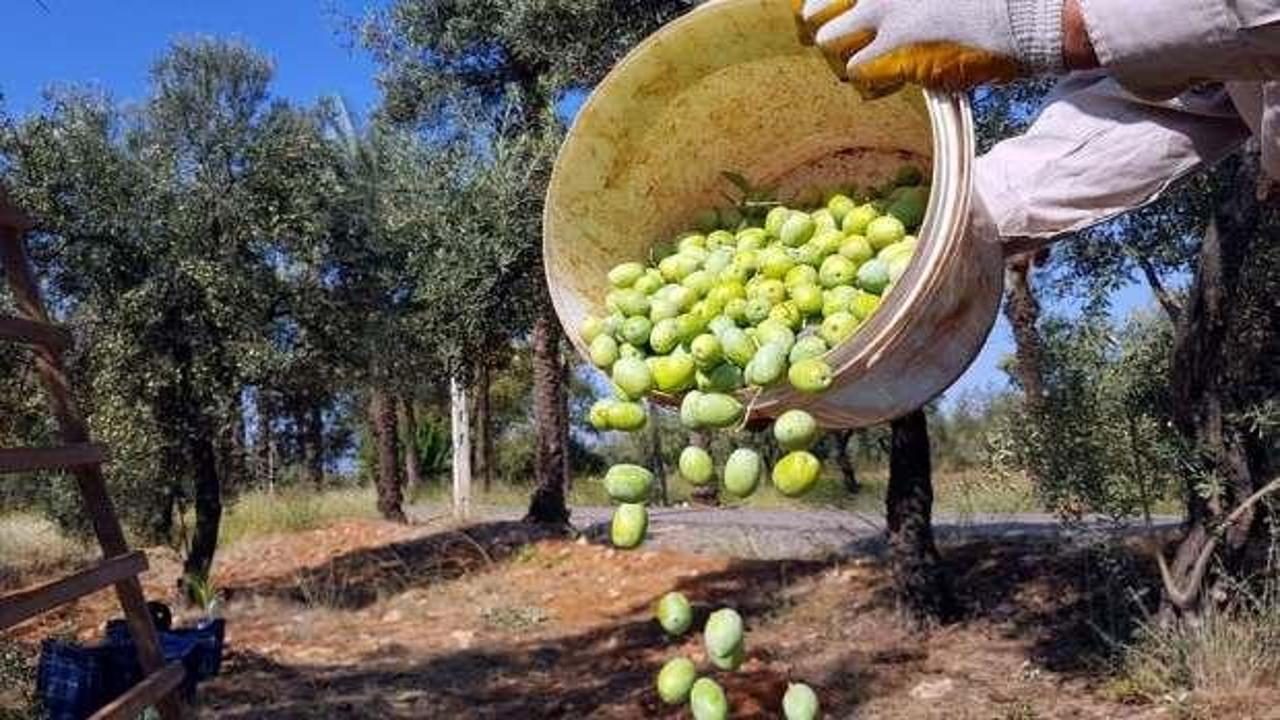 Sofralık zeytini yine sıcak vurdu: Fiyat artışı bekleniyor