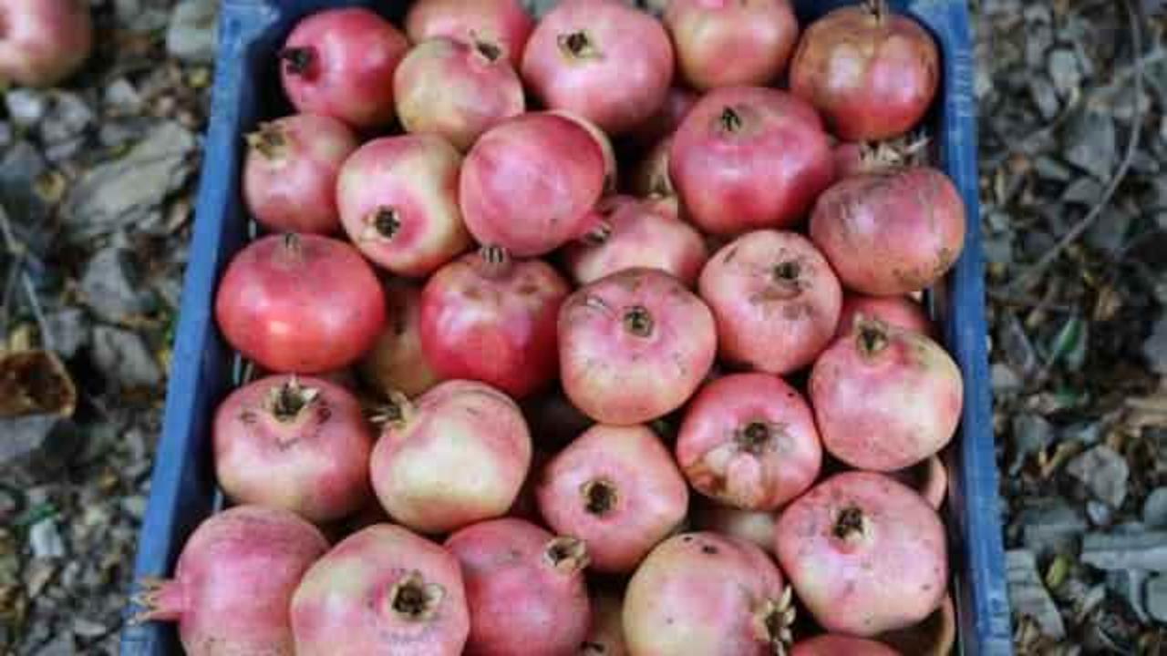 Tescilli Kuytucak narı bah&ccedil;ede 20 lira