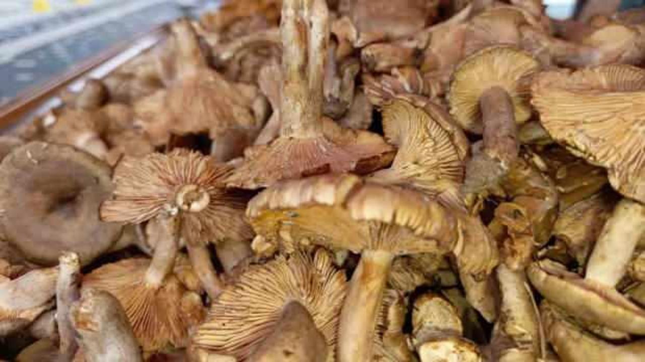 Turşu yapmak isteyenler, tirmite talebi artırdı