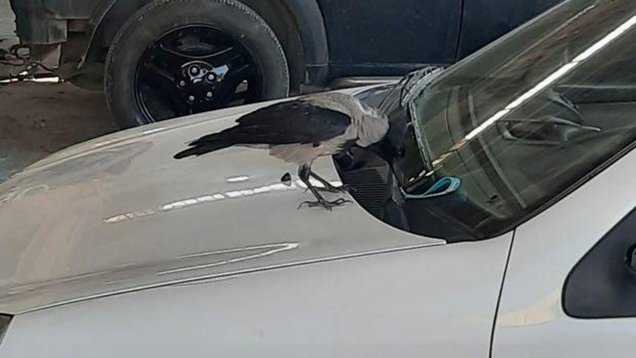 Arabanın anahtarını &ccedil;alan karga, esnafı peşinden koşturdu 