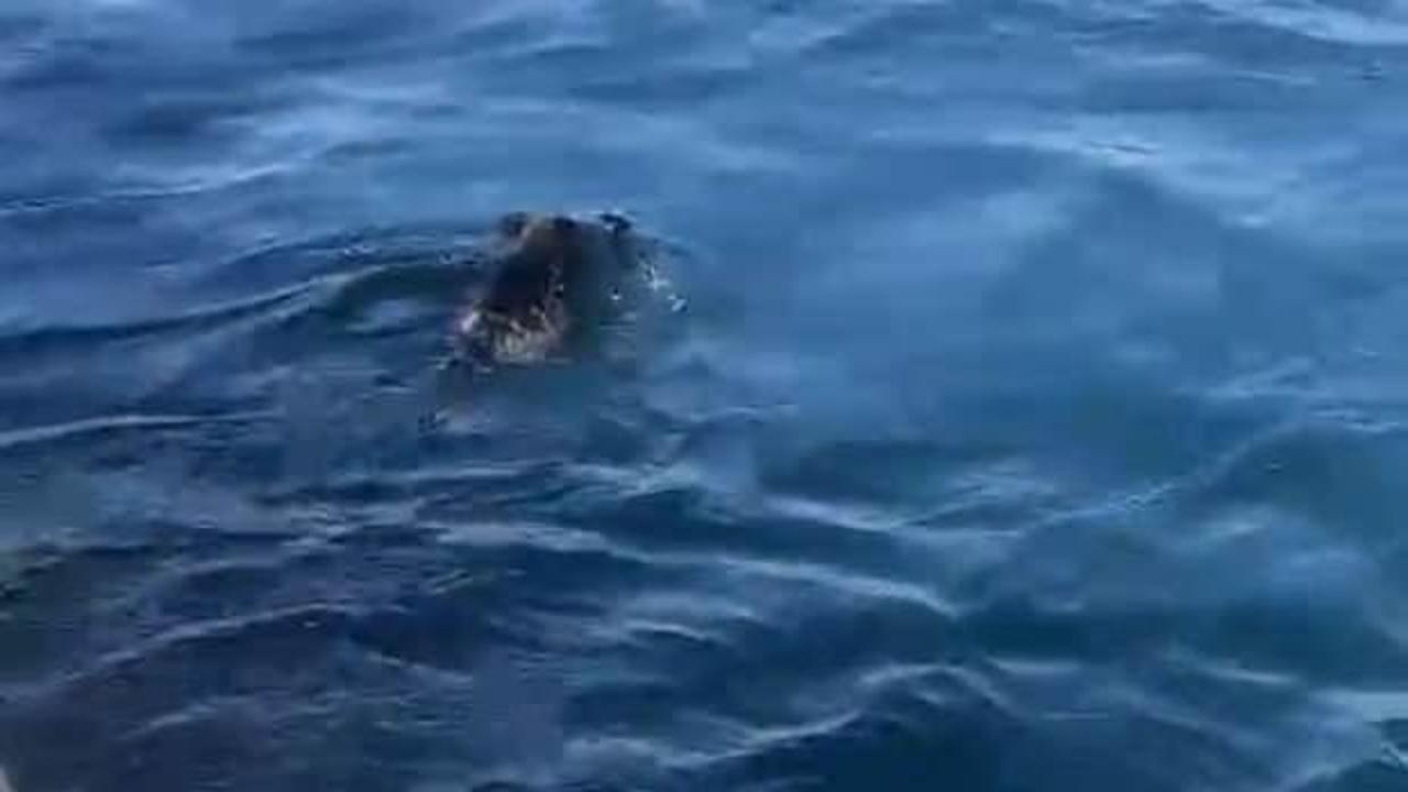 Palamut avına gelen balık&ccedil;ı, g&ouml;rd&uuml;ğ&uuml; karşısında neye uğradığını şaşırdı!