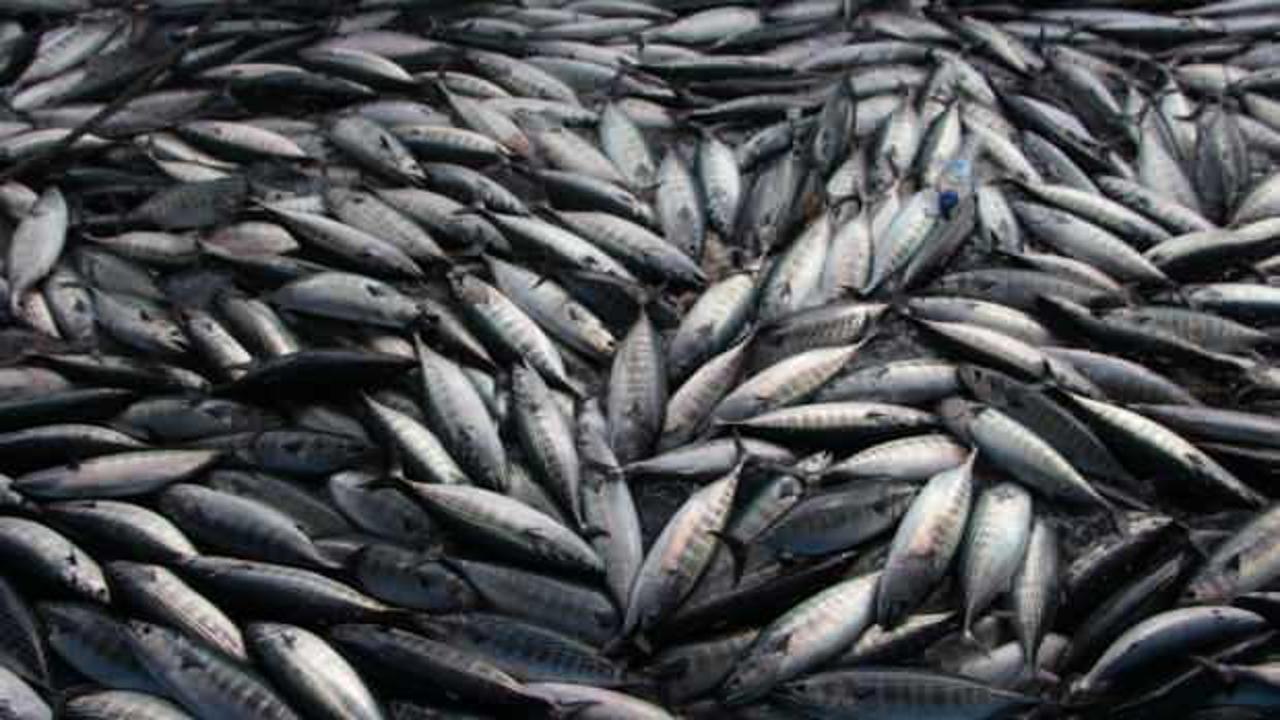 Balık&ccedil;ıların zorlu mesaisi devam ediyor