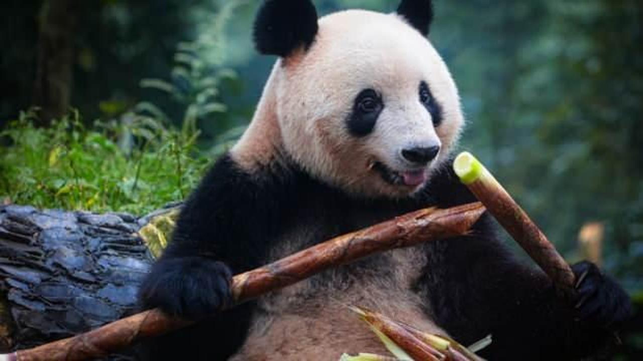Belçika'daki panda yavruları Çin'e dönüyor