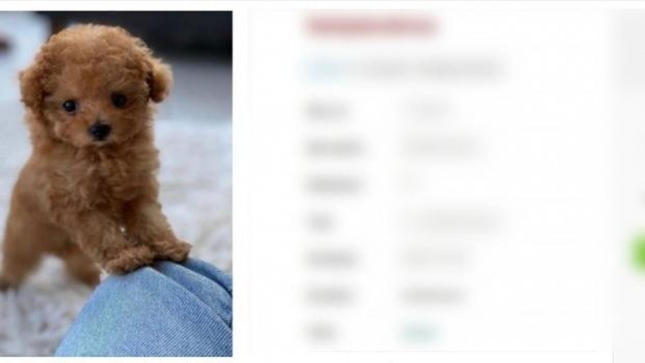 B&ouml;yle dolandırıcılık g&ouml;r&uuml;lmedi: K&ouml;peği boyayıp, sattılar!