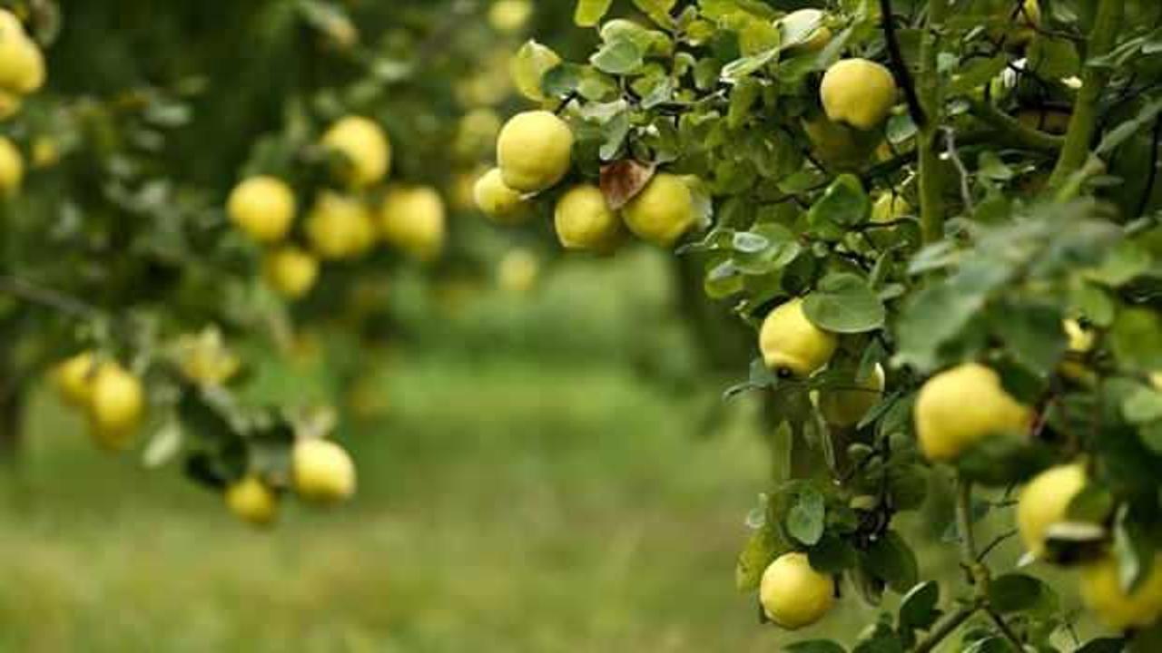 Coğrafi işaretli Geyve ayvası 35 ülkeye ihraç ediliyor