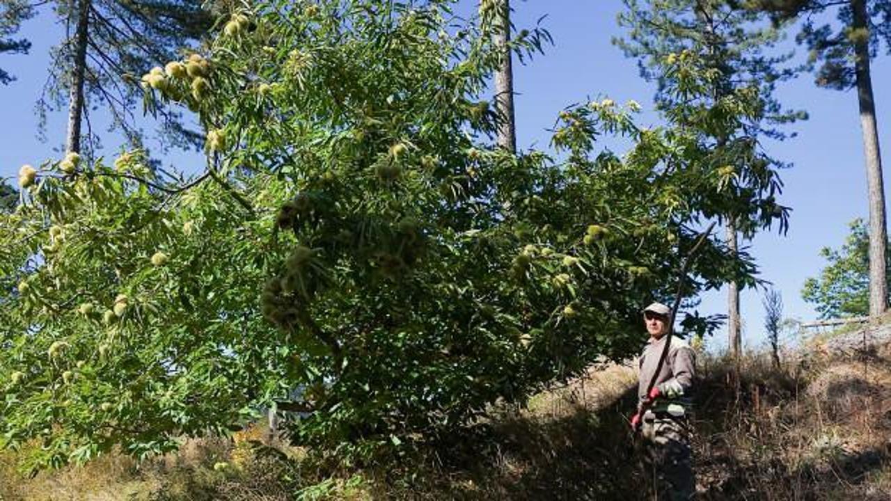 Coğrafi işaretli Simav kestanesinin hasadına başlandı