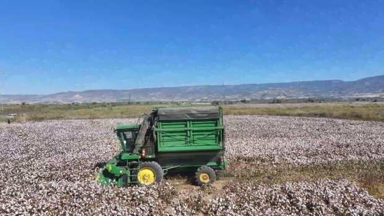 Denizli’de beyaz altın hasadı başladı