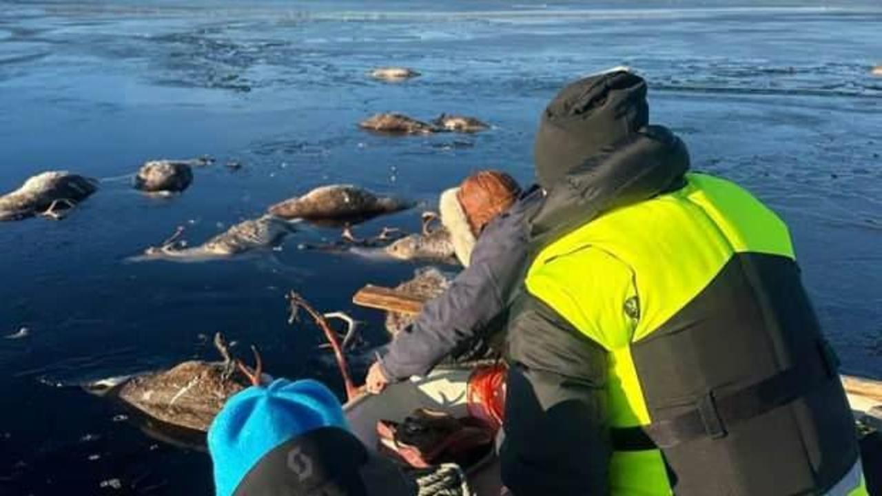 190 geyik göle düşerek feci şekilde boğuldu