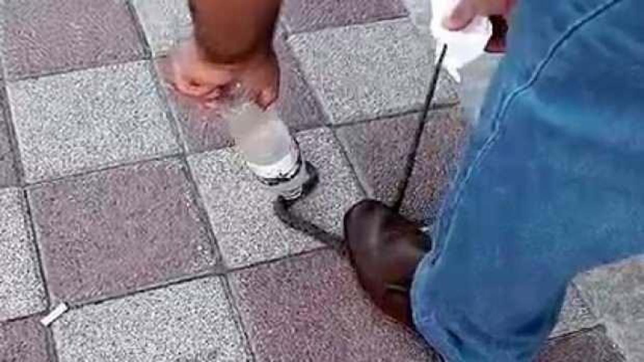 Kahvehanede yılan alarmı! &Ccedil;ayı bırakıp s&uuml;r&uuml;ngen avına &ccedil;ıktılar 