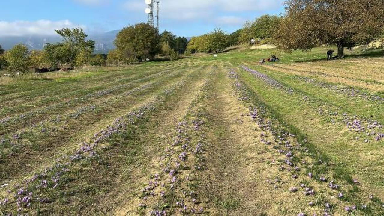 Karab&uuml;k'te safran hasadı yapıldı