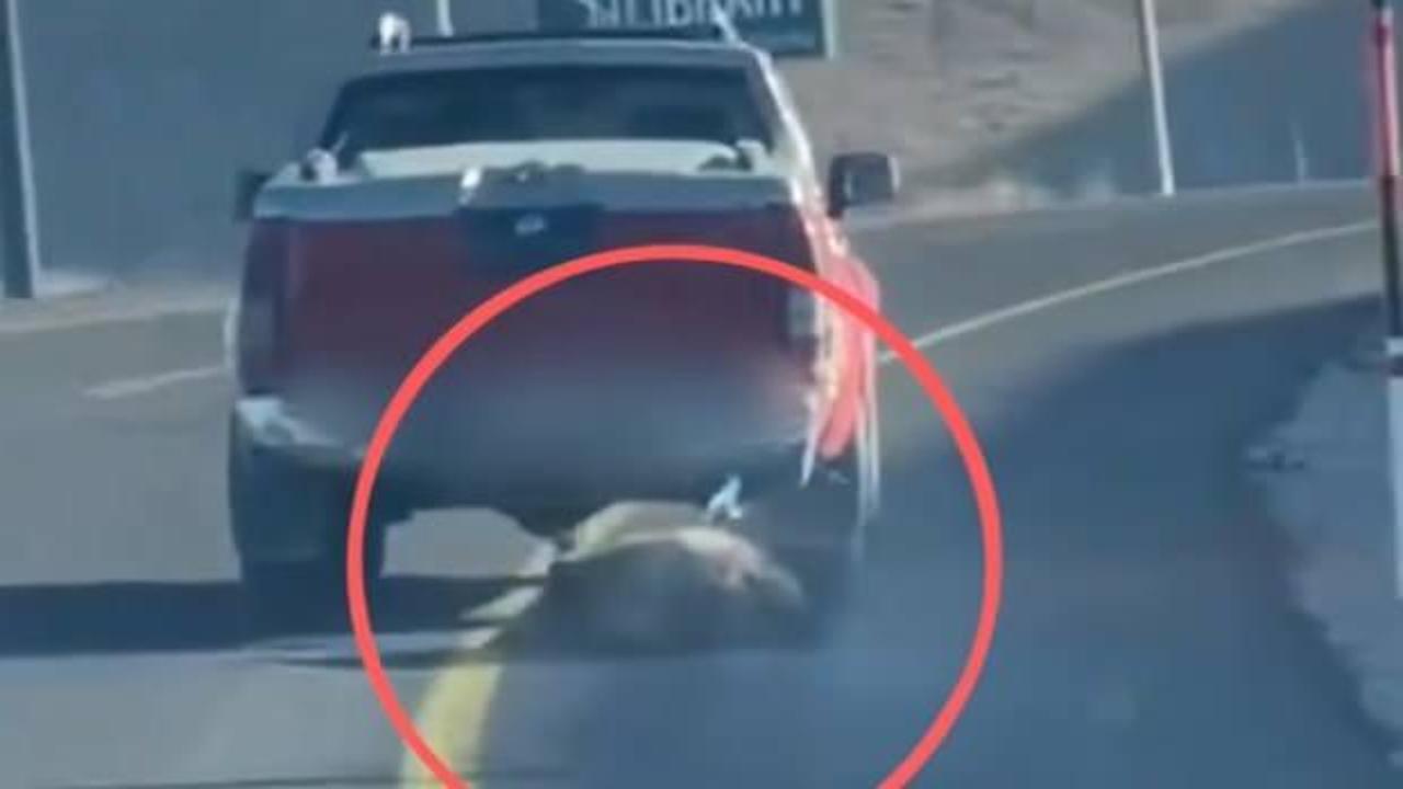 Kayseri'de avlandı! Devasa b&uuml;y&uuml;kl&uuml;kteki hayvanı kamyonetinin arkasına bağlayıp s&uuml;r&uuml;kledi