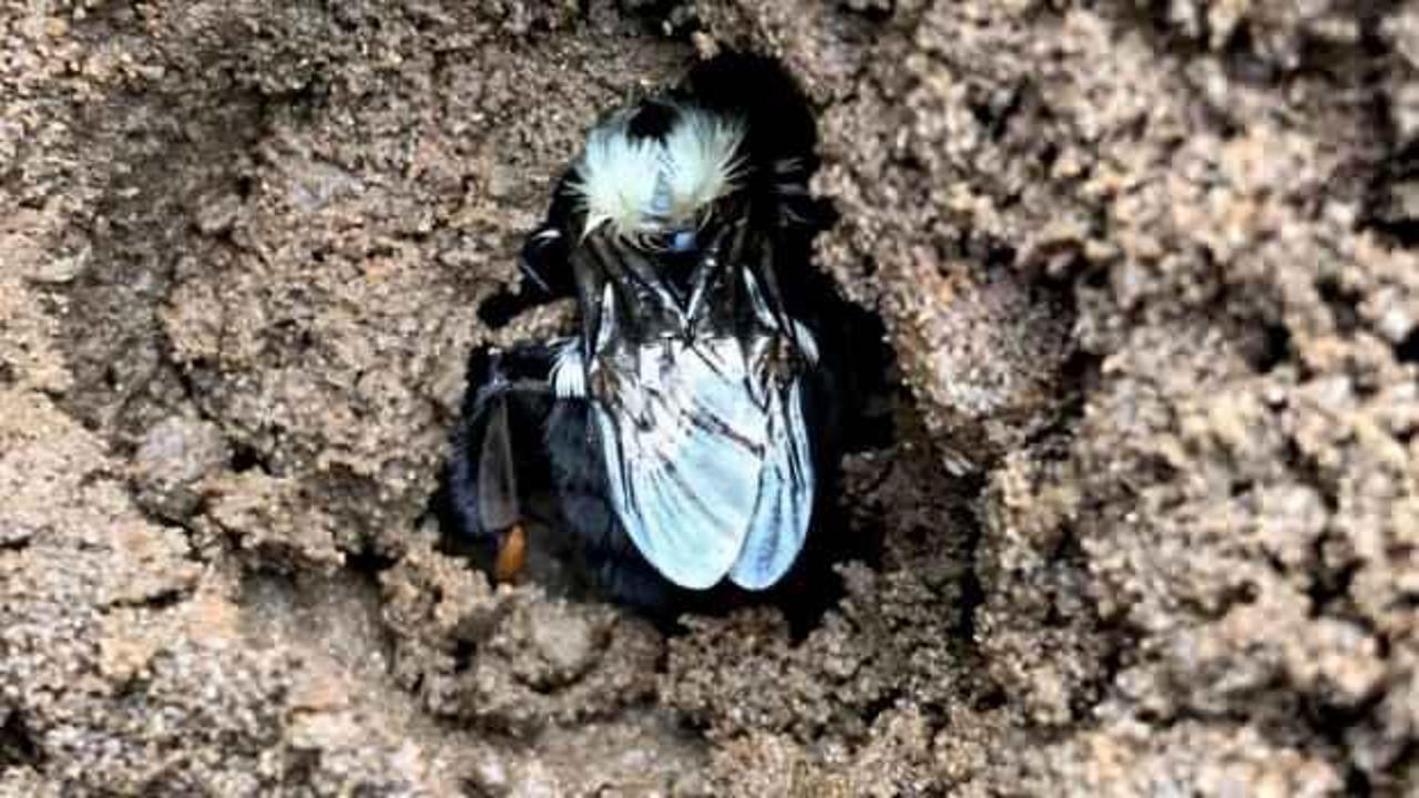 Kraliçe arılarından tuhaf davranış! Bilim insanları şoke oldu