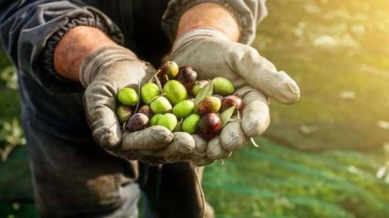 Marmarabirlik zeytin alım fiyatlarını belirledi