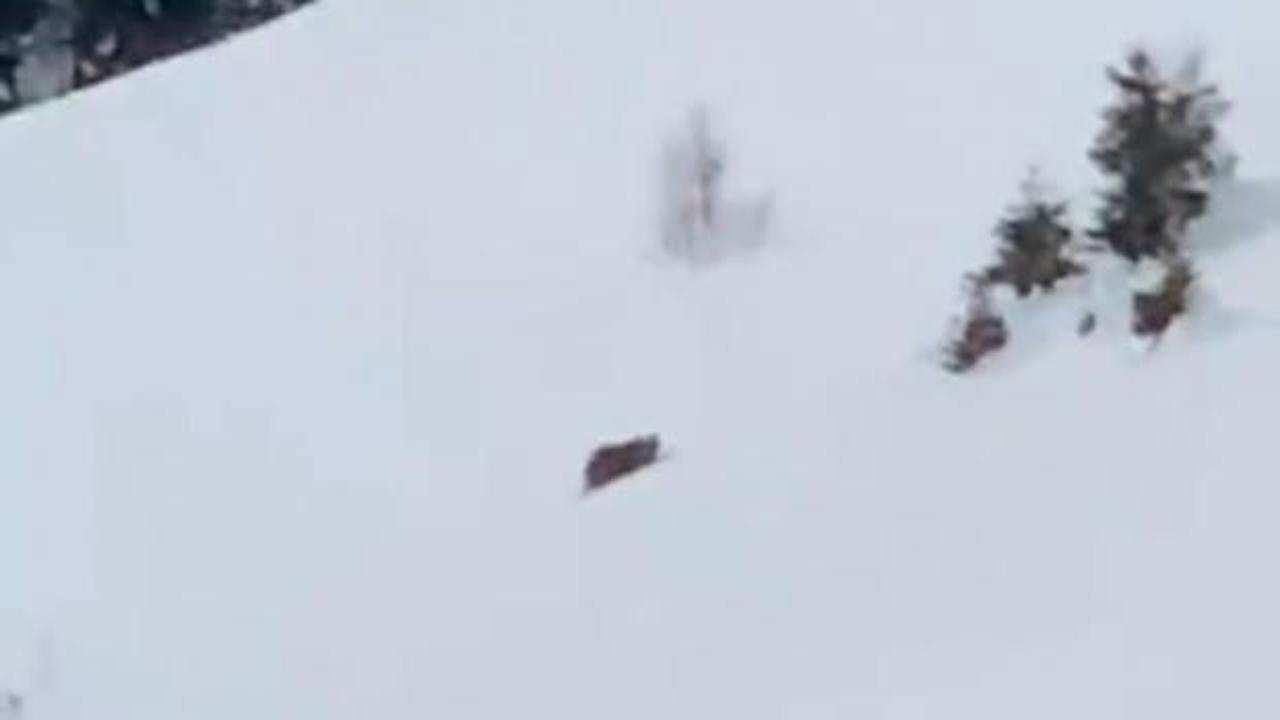 Rize'de kış uykusuna yatmayan ayıyı azarlayan vatandaş g&uuml;ld&uuml;rd&uuml; 