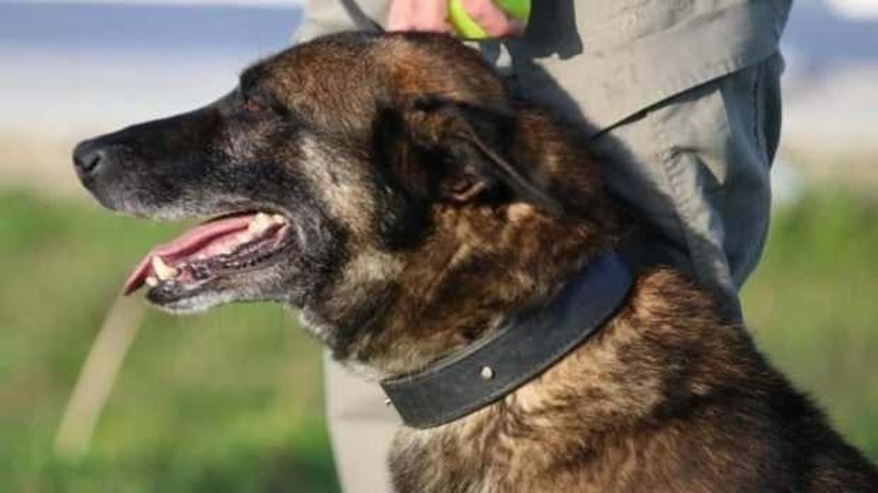 Canı pahasına yakaladı! Narkotik köpeği Ares uyuşturucu baskınında öldü