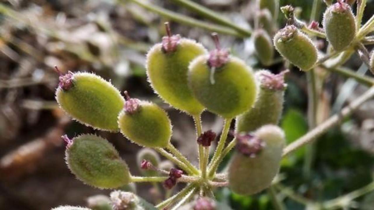 D&uuml;nyada sadece Tunceli'de yetişen bitki keşfedildi