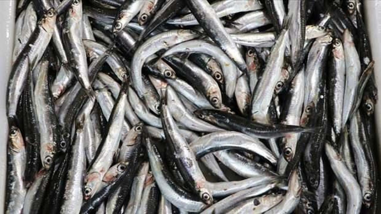 Hamsinin ağlara nadir takılması balık&ccedil;ıları endişelendiriyor!