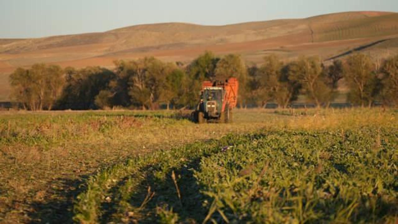 Kuraklık nedeniyle şeker pancarında rekolte d&uuml;şt&uuml;!