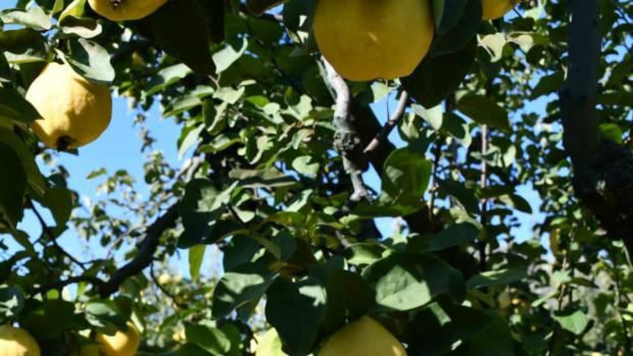 Osmaneli ayvasında hasat mesaisi devam ediyor