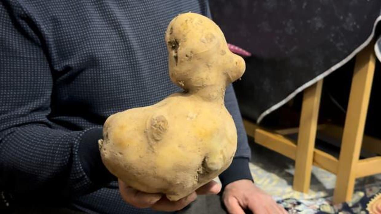 Ördeğe benzer patatesi görenler şaşırıyor