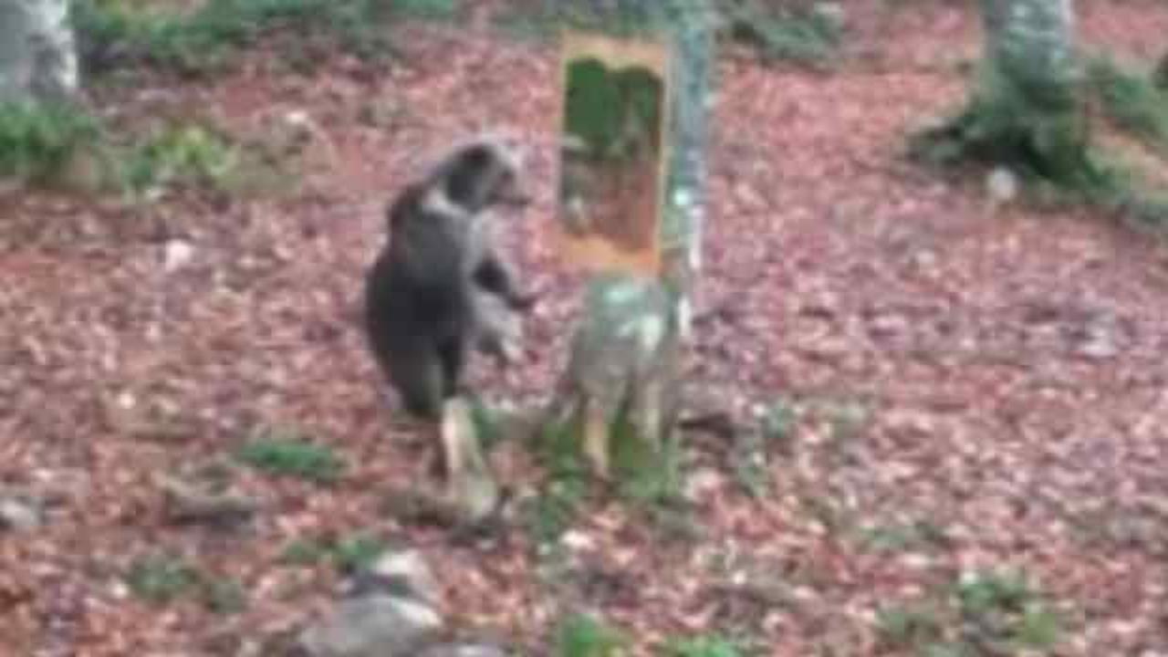 Ayının ayna ile imtihanı g&uuml;l&uuml;msetti 