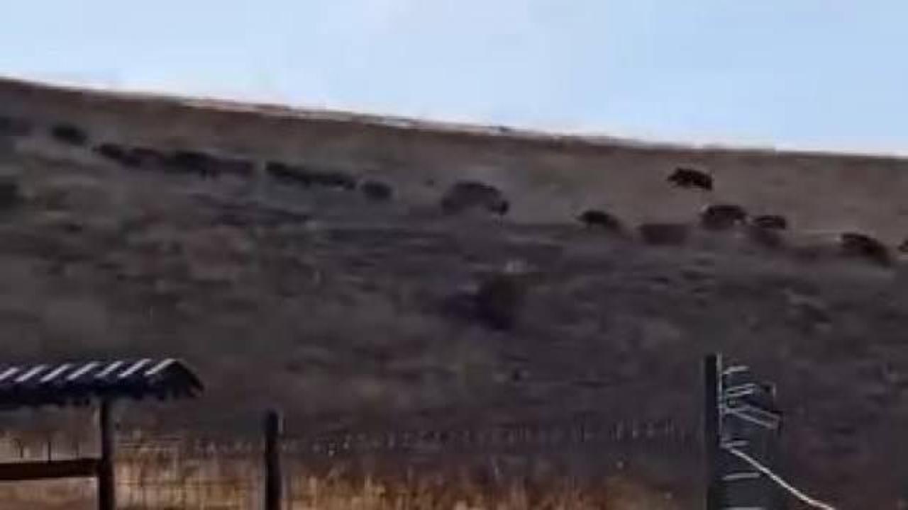 Elazığ'da s&uuml;r&uuml; halinde g&ouml;r&uuml;ld&uuml;: Vatandaş tedirgin! 