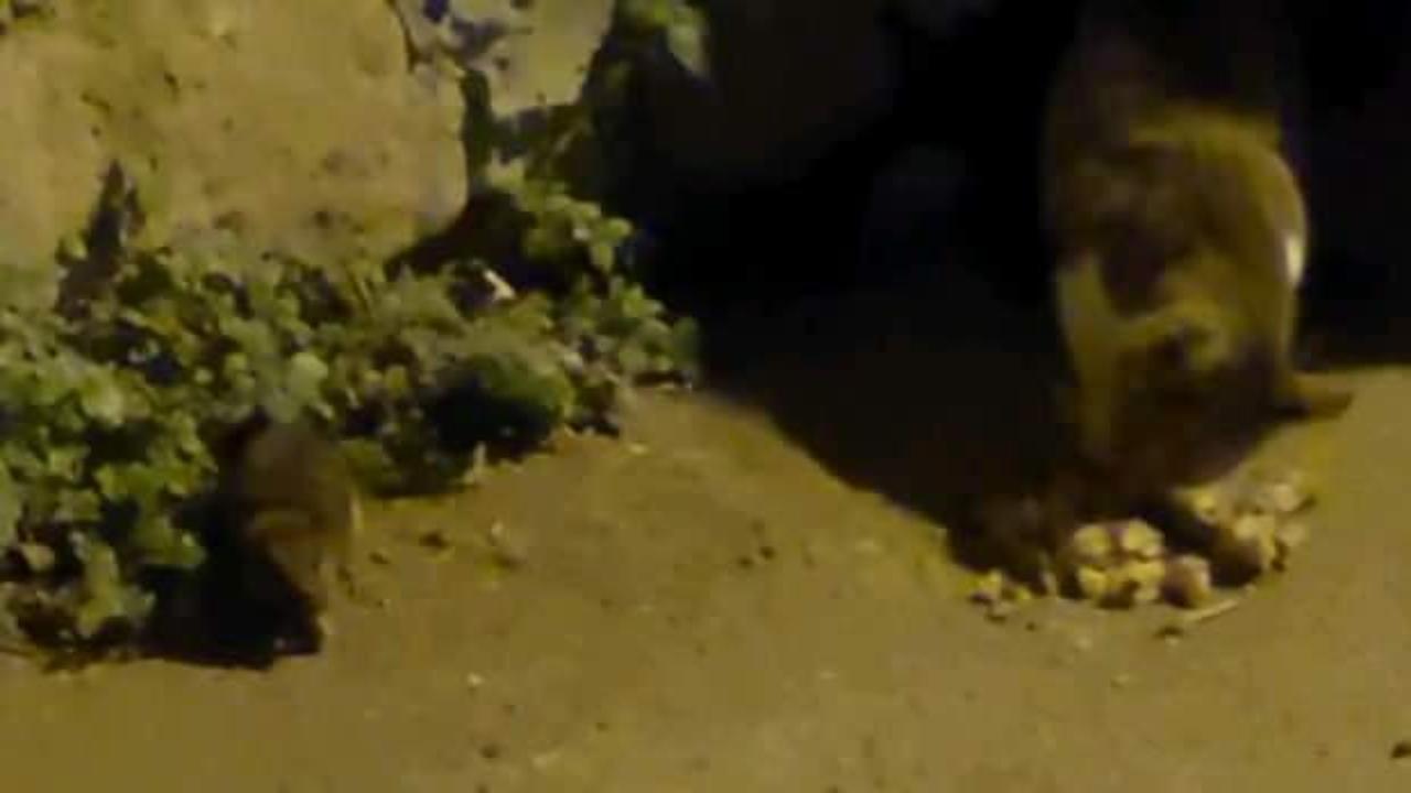 Hayvanlar aleminde şaşırtan g&ouml;r&uuml;nt&uuml;: Kedi ve farenin dostluk sofrası!