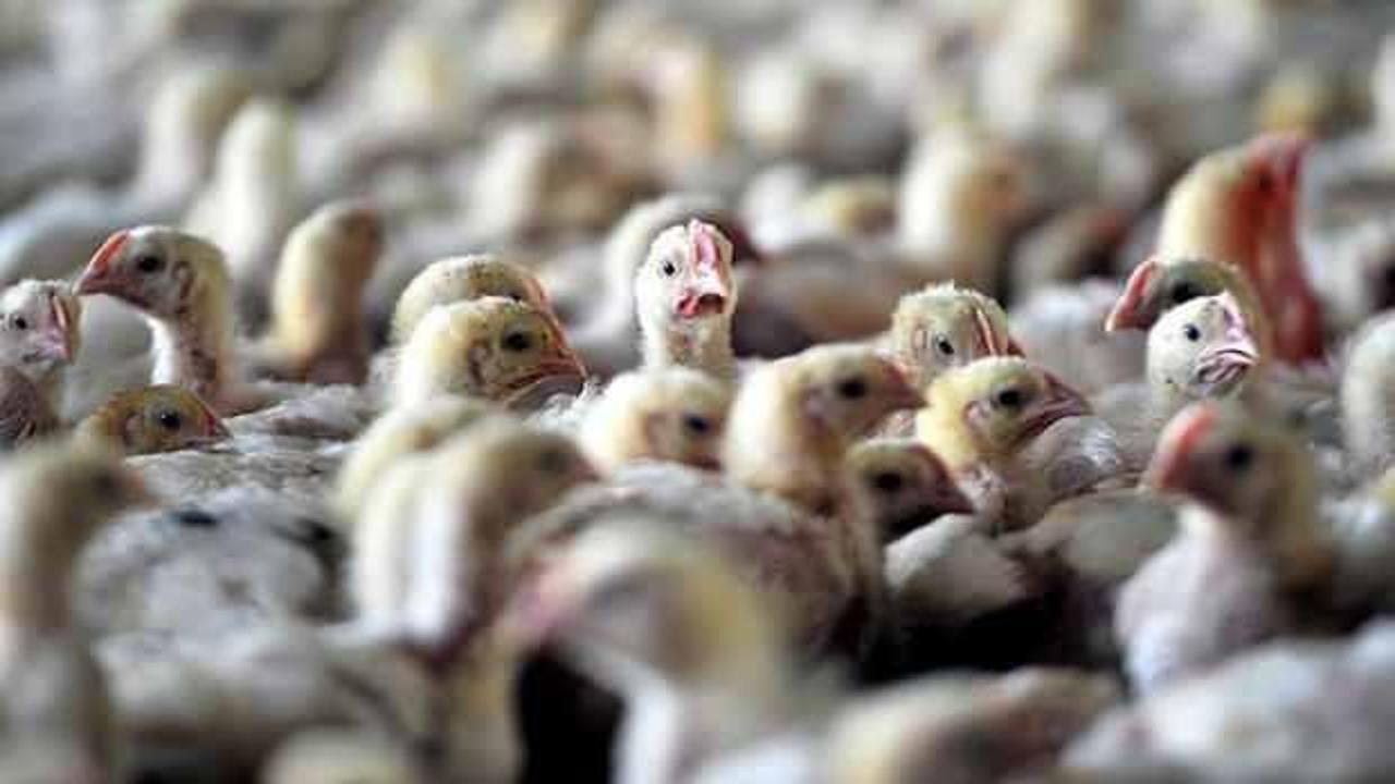 Kuş gribi alarmı: 5 mahalle karantinaya alındı