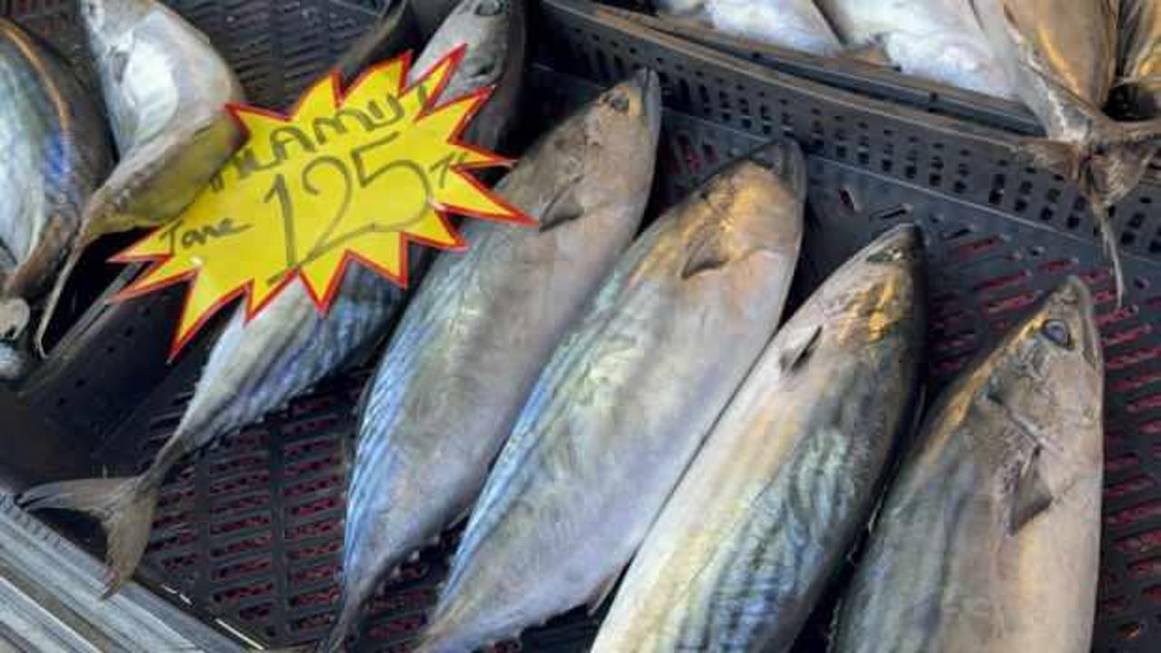 Palamut sezonu sona eriyor!