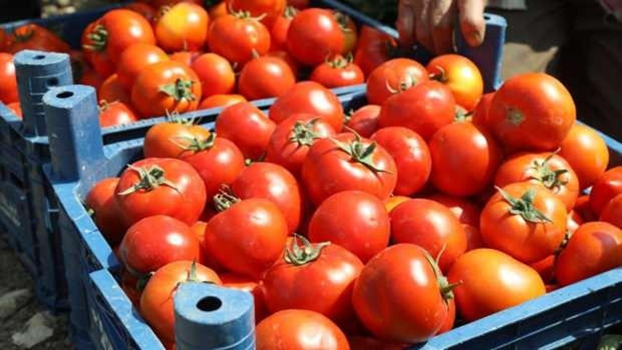 Türkiye'den 10 ayda 361 milyon dolarlık domates ihraç edildi