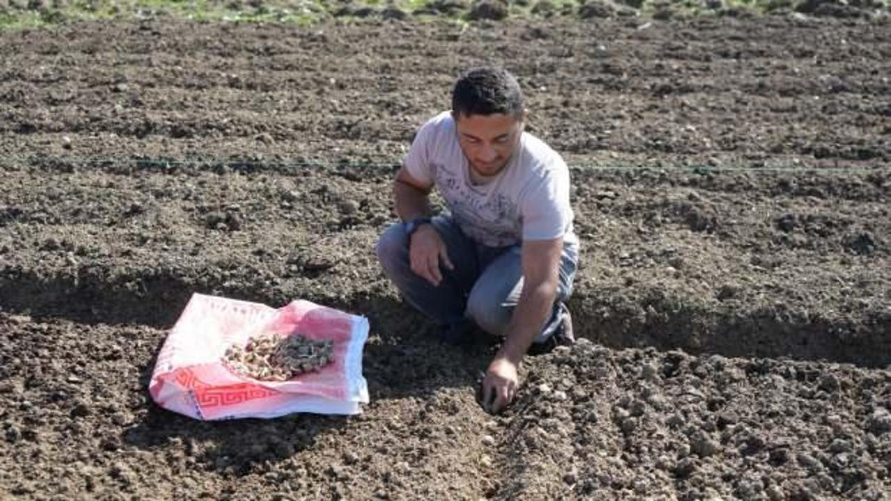 Doğadan toplanması yasak! Ziraat m&uuml;hendisi 200 kilogram ekti 800 bin lira kazandı