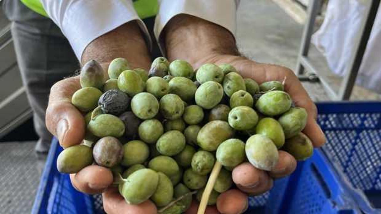 Bu yıl 3,6 milyon tonluk zeytin rekoltesi bekleniyor