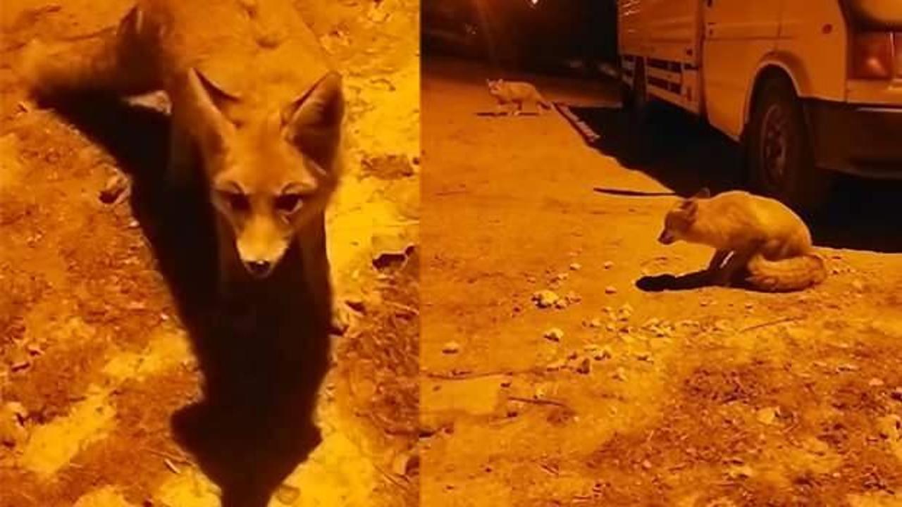 G&uuml;m&uuml;şhane'nin bu k&ouml;y&uuml; tilkilerin meskeni oldu 