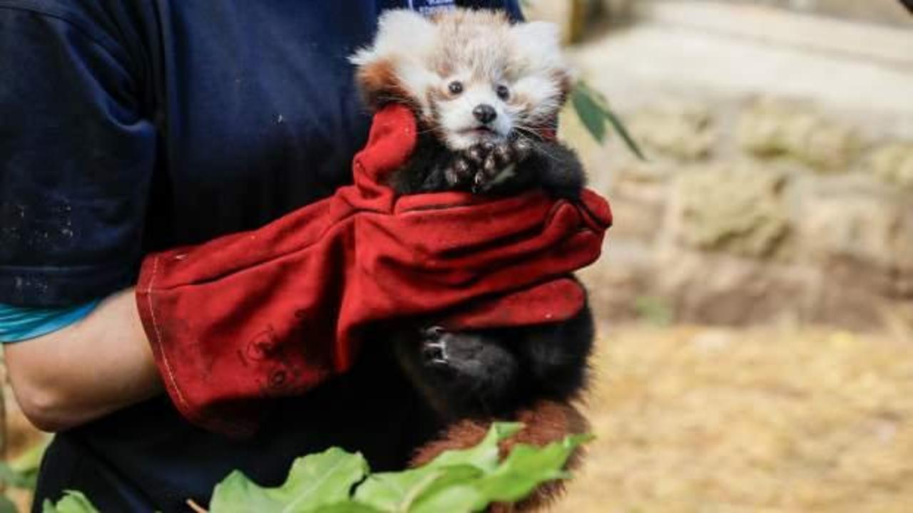 Havai fişek sesinden korkan kırmızı panda yavrusu öldü