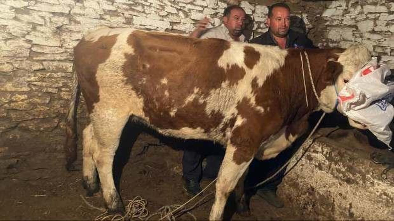 Manisa'da ka&ccedil;an gebe inek, 42 g&uuml;n sonra Denizli'de yakalandı