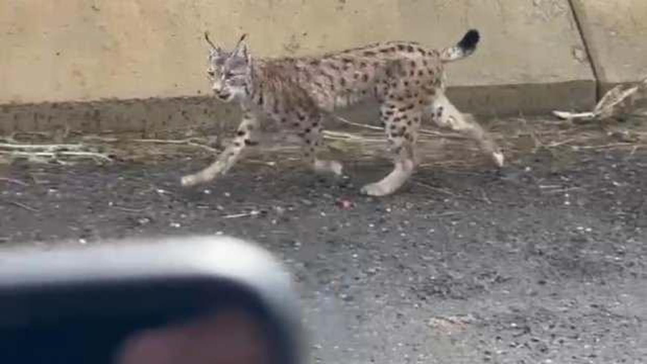 Nesli t&uuml;kenme tehlikesinde, T&uuml;rkiye'de g&ouml;r&uuml;ld&uuml;!
