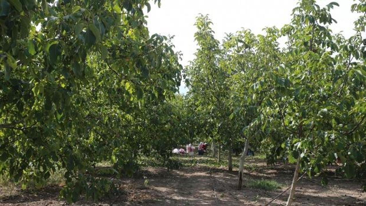Tokat'ta ceviz üretim alanı genişliyor